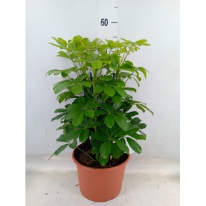 Schefflera arbor. 'Nora'