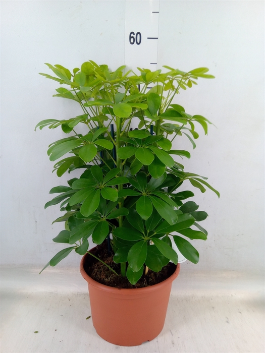 <h4>Schefflera arbor. 'Nora'</h4>