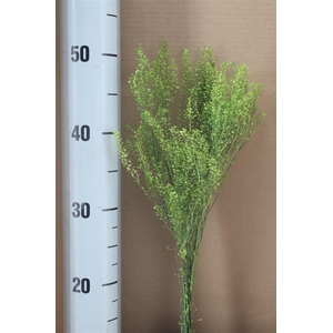 Japan Deco Lepidium Green 20 Gr