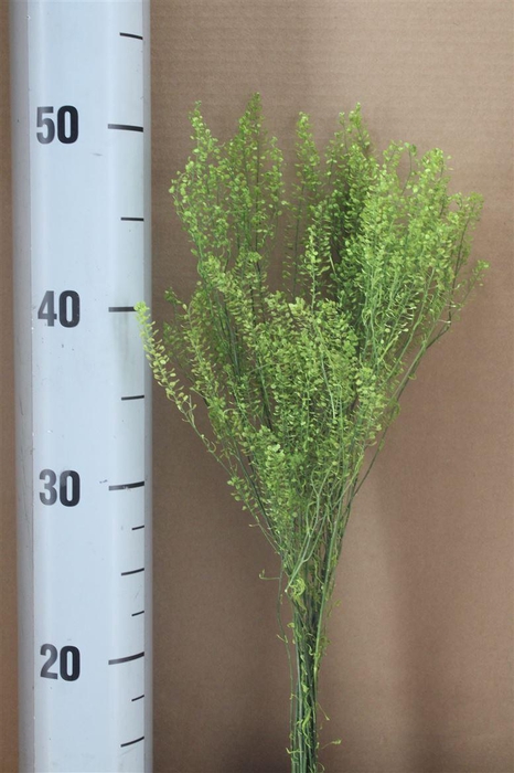 <h4>Japan Deco Lepidium Green 20 Gr</h4>