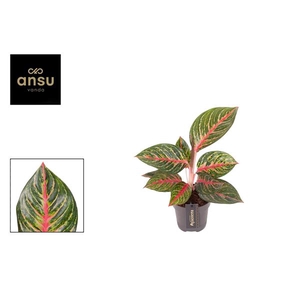 Aglaonema Olive Red