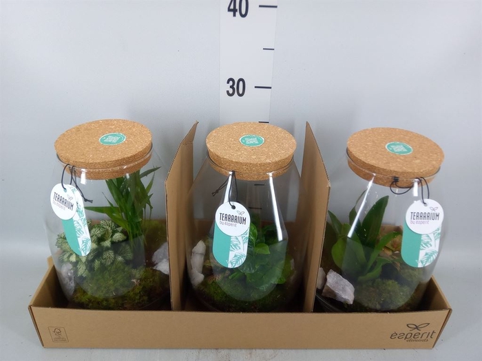<h4>Arr.   Planten H%</h4>