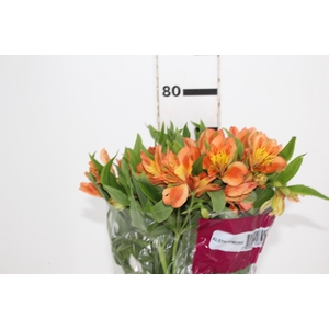 ALSTROEMERIA ORANGE QUEEN 080 CM