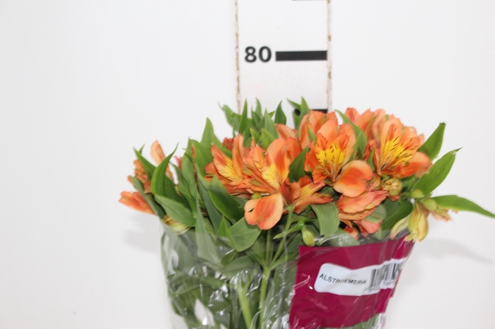 <h4>ALSTROEMERIA ORANGE QUEEN 080 CM</h4>