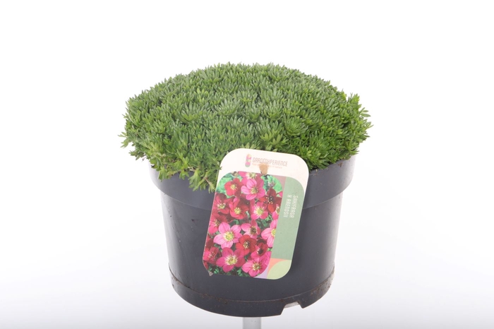 <h4>Saxifraga Pixi Pan Red</h4>