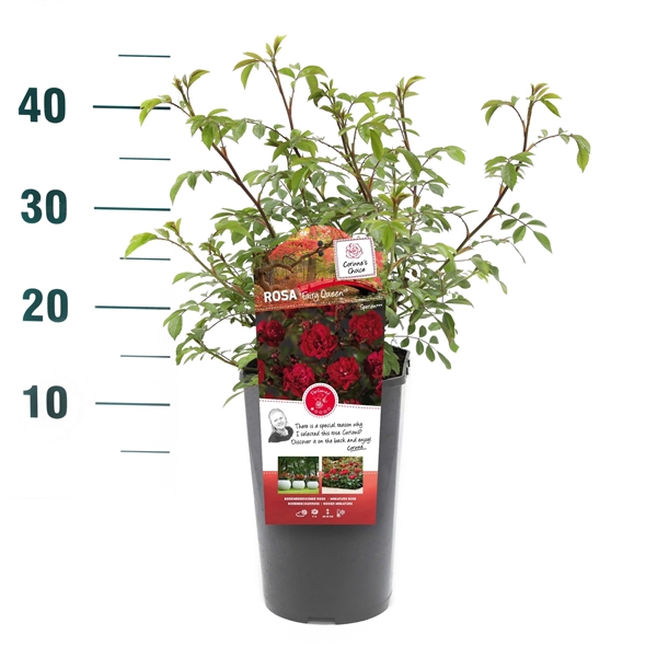 <h4>Rosa 'Fairy Queen' - Struik - C3rp - Bodembedekkers</h4>