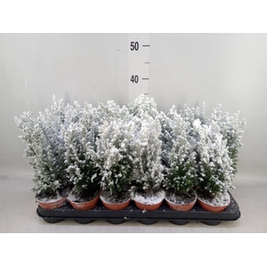 Chamaecyparis laws. 'Ellwoodii'