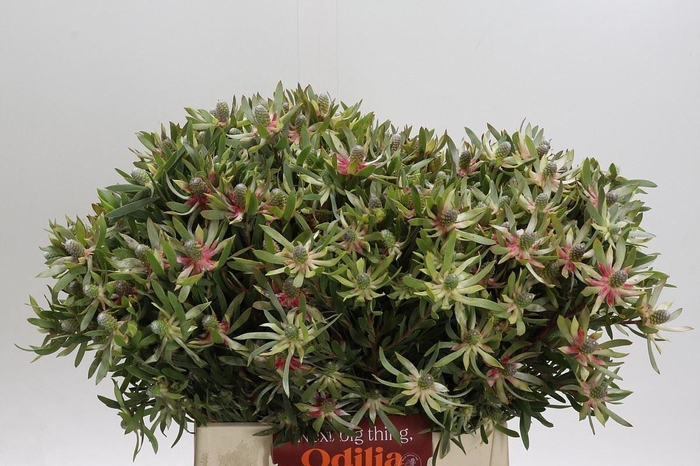 <h4>LEUCAD AYOBA STAR PEARL LEUCADENDRO</h4>