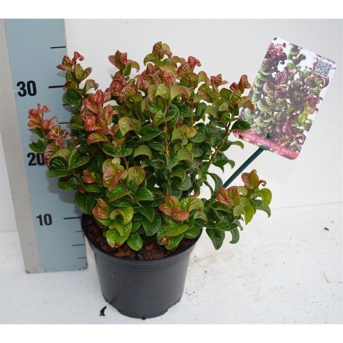 <h4>Leucothoe axillaris 'Curly Red'</h4>