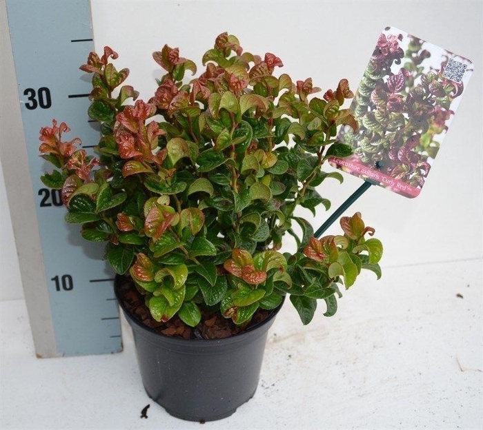 Leucothoe axillaris 'Curly Red'