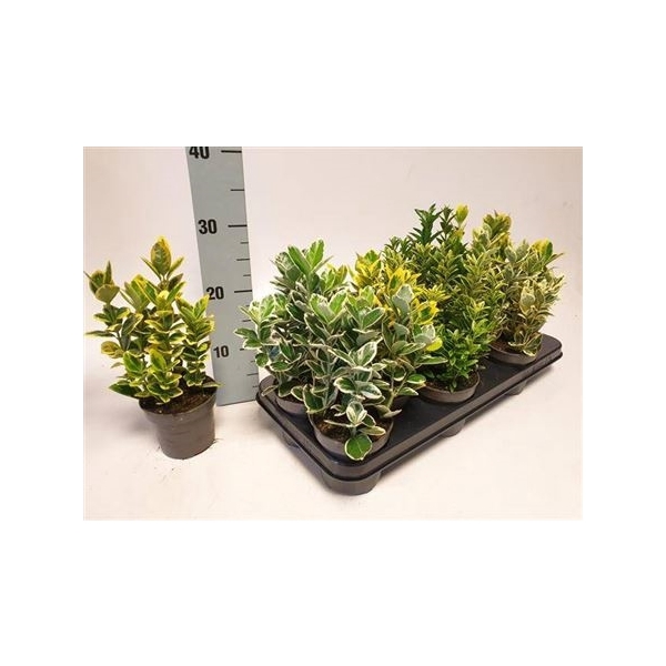 <h4>Euonymus Jap Gem</h4>