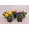 Viola Zinken Emmer met waterreservoir