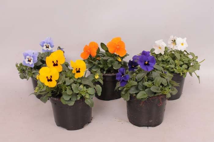 Viola Zinken Emmer met waterreservoir