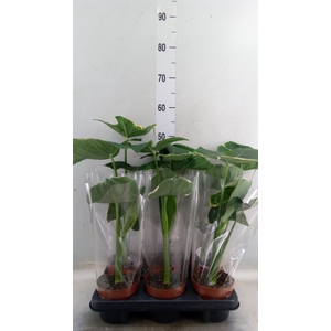 Alocasia   ...