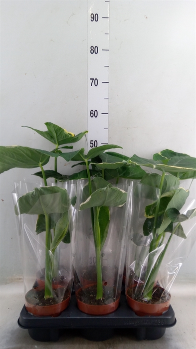 <h4>Alocasia   ...</h4>