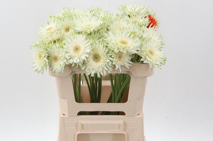 <h4>Ge Kv Gpa Blondie</h4>