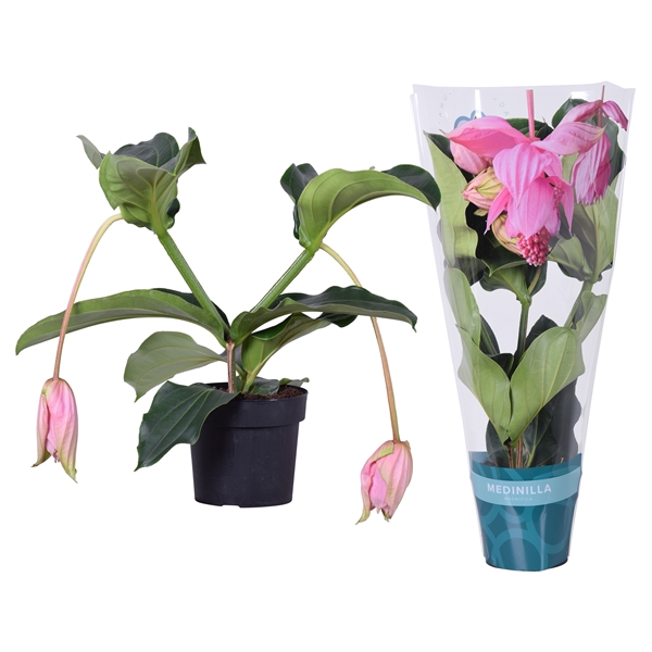<h4>Medinilla Magnifica 2 etage 2 knop in exclusieve hoes</h4>