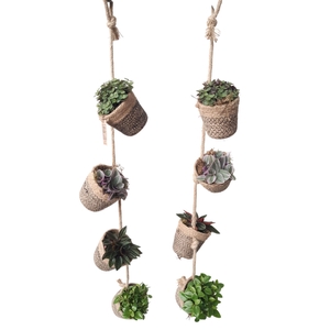 Arr.   Kamerplant Groen L%