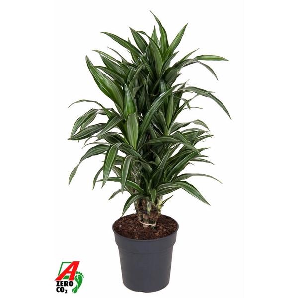 <h4>Dracaena fragrans Deremensis Grp Ulises</h4>