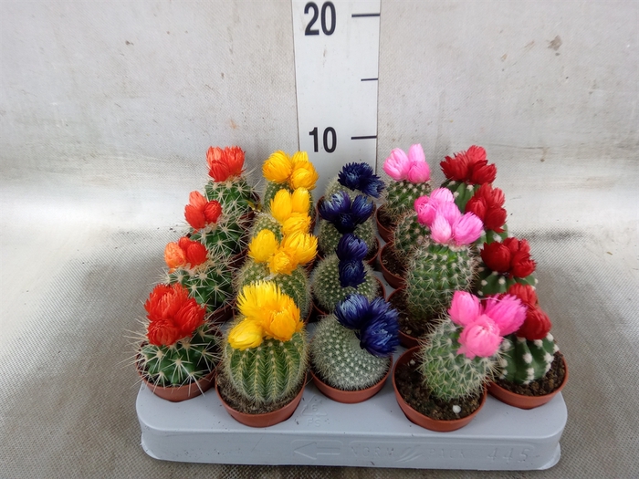 <h4>Cactus   ...decorated</h4>