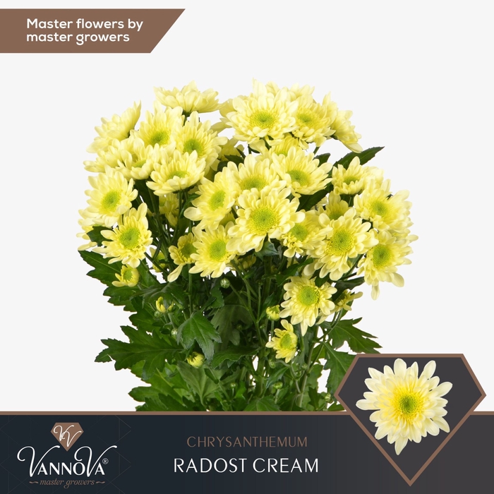<h4>CHRYSANTHEMUM TR 'RADOST CREAM'</h4>