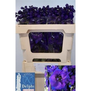 DELPH DU DELP JEWEL