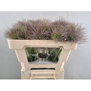 Pulsatilla Zaadpluiz Paars