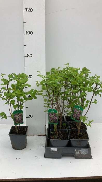 <h4>SYRI JOSIKAEA</h4>