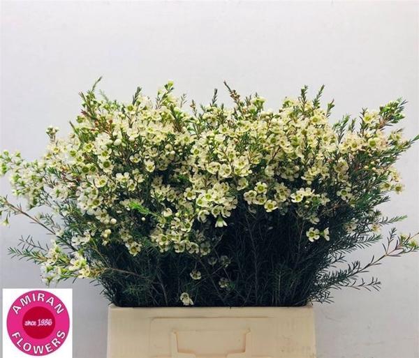 <h4>CHAME ME SIRIUS</h4>