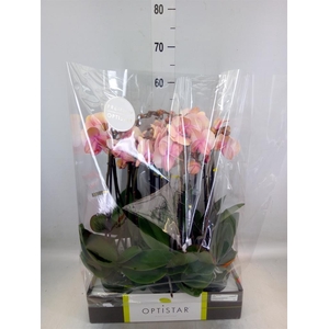 Phalaenopsis   ...rose