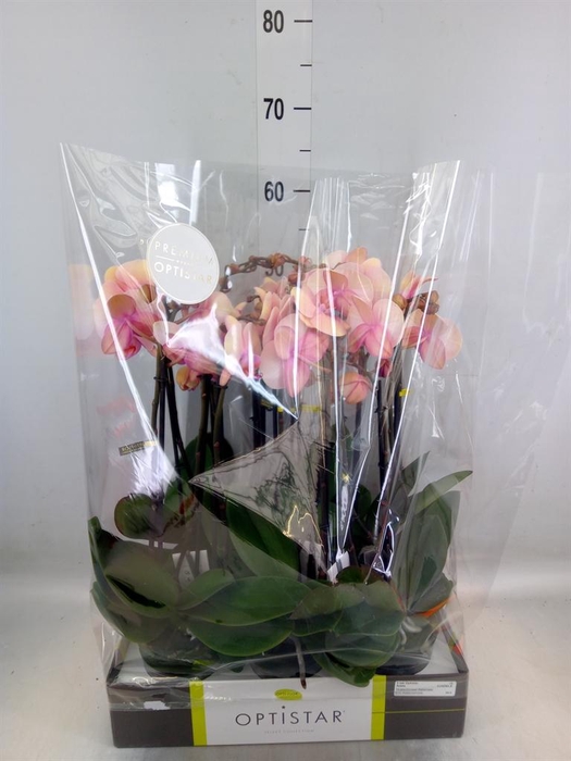 <h4>Phalaenopsis   ...rose</h4>