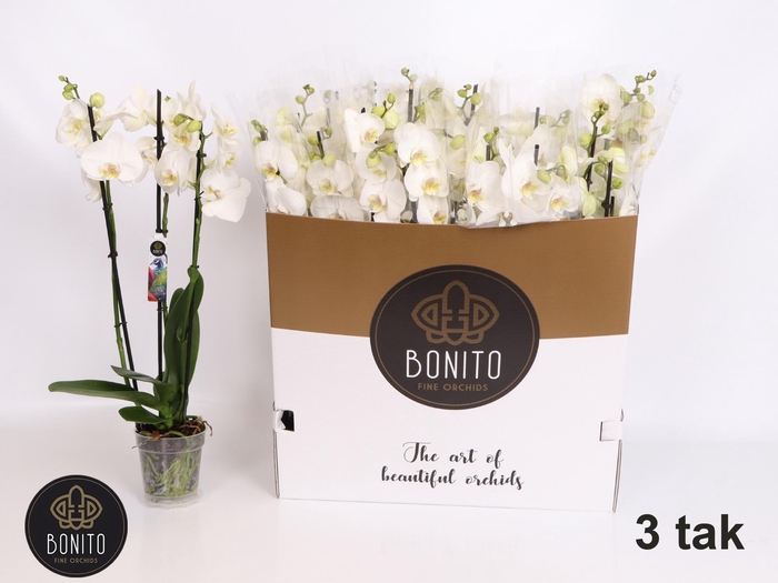 <h4>PHAL AN NOTTINGHAM</h4>