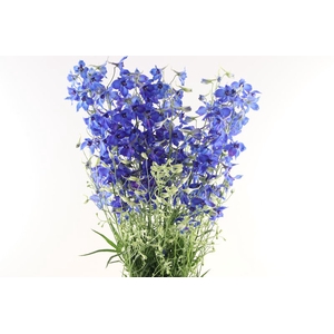 Delphinium Volkenfrieden Super