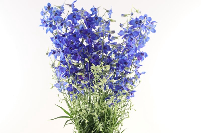 <h4>Delphinium Volkenfrieden Super</h4>