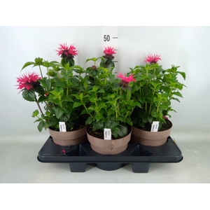 Monarda  'Balmy Purple'