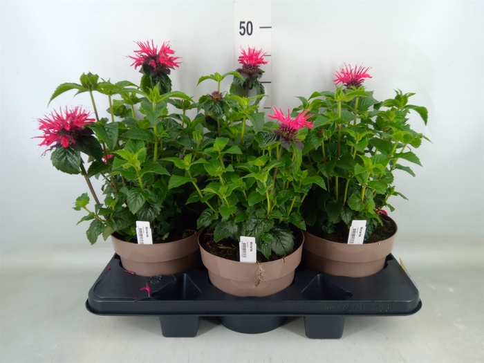 <h4>Monarda  'Balmy Purple'</h4>