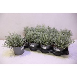 arr8 Lavan Angustifolia