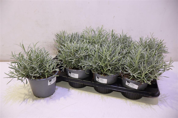 <h4>Lavan Angustifolia</h4>