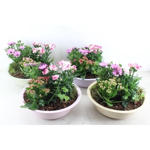 arr4 Outdoor PL - Zink schaal pastel mix