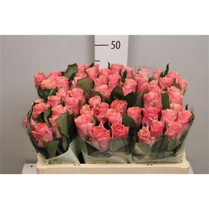 R Gr Ligh P Tacazzi+