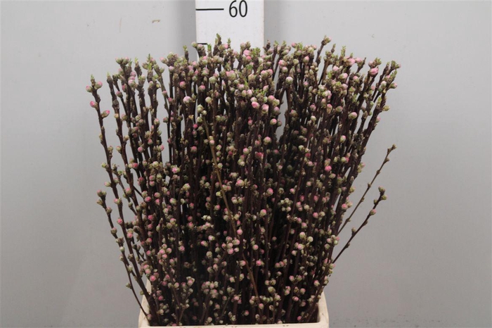 <h4>Prunus Pink</h4>