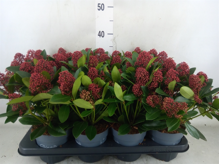 <h4>Skimmia jap. 'Rubella'</h4>