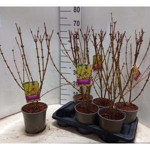 FORSYTH IN SPECTABIL