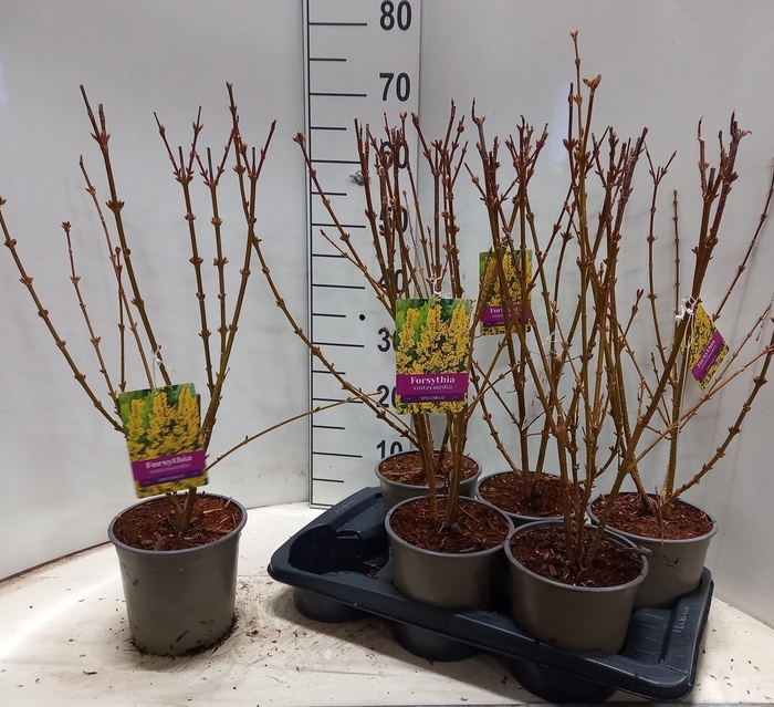 <h4>FORSYTH IN SPECTABIL</h4>