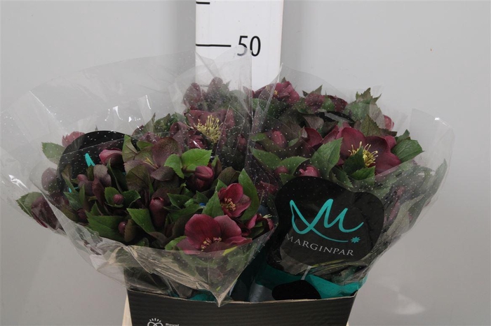 <h4>Hell Mammoth Red</h4>