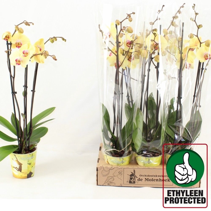 <h4>PHAL DESERT BREEZE</h4>
