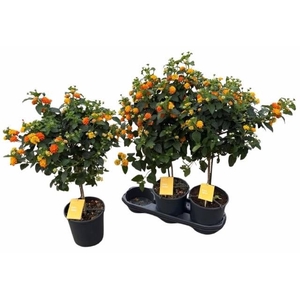 LANT C SIMON ORANGE