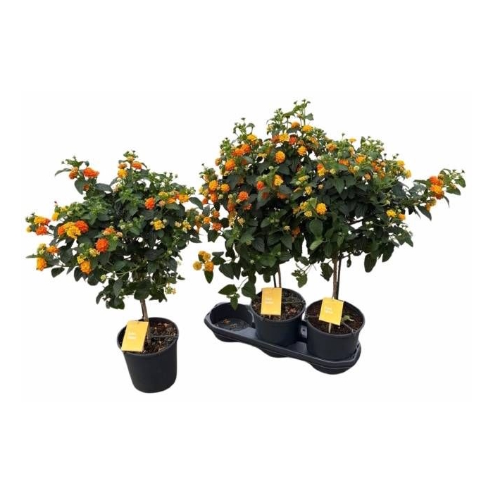 <h4>LANT C SIMON ORANGE</h4>