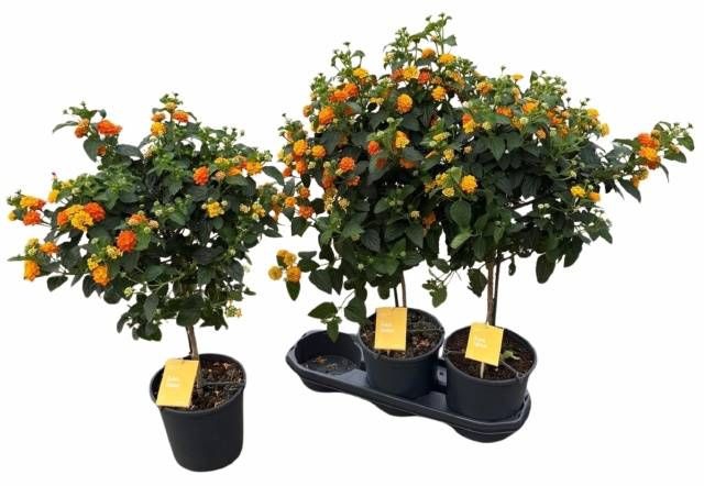 <h4>LANT C SIMON ORANGE</h4>