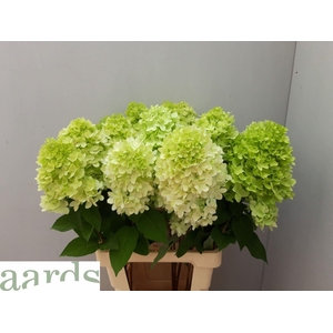 HORT MAGICAL CANDLE HYDR PA MAG CAN